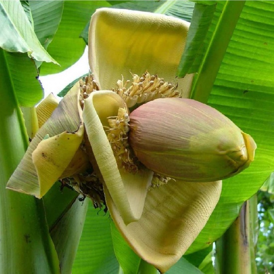 Bắp chuối hạt (hoa chuối) sạch, an toàn